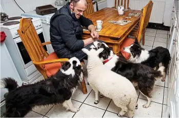  ??  ?? In the kitchen: At eight weeks old, Lily is living with Mr Landy’s sheepdogs