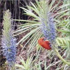  ?? FOREST AND KIM STARR photo ?? An adult iiwi feeds on a Lobelia grayana in Waikamoi Preserve. These native plants and birds evolved together, increasing the survival success of both species – the tubular shape of the plant’s flowers perfectly matches the curvature of the bird’s bill, providing food for the iiwi and pollinatio­n for the lobelia.