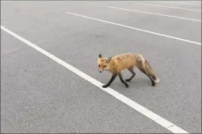  ?? Michael Dwyer / Associated Press ?? A coyote prowls the parking lot at Race Point Beach, part of Cape Cod National Seashore, Monday, in Provinceto­wn, Mass.