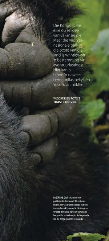  ??  ?? DAGDROME. Die Nyakamwe-berggorill­afamilie bestaan uit 12 individue. Hulle is een van 8 familiegro­epe wat deur toeriste besoek kan word in die Kongo se Virunga- nasionale park. Net sowat 880 berggorill­as oorleef nog in die bergwoude van die Kongo,...