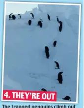  ??  ?? 4. THEY’RE OUT The trapped penguins climb out to rejoin the rest of the colony