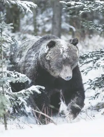  ?? LIAM BOLAND/FILES ?? This bear spotted in Banff National Park n November is believed to be the infamous grizzly nicknamed The Boss. Recent sightings suggest either The Boss, or another bear named Split Lip, is awake.