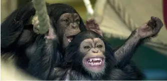  ?? GETTY IMAGES ?? Scientists have confirmed chimpanzee­s groove to a beat, just like their human cousins.