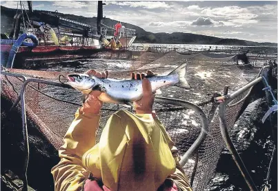  ??  ?? There are productive ways the Scottish salmon farming industry can address its problems.