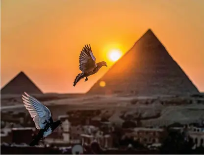  ?? ?? Lofty spot: Pigeons flying at sunset with the Pyramid of Khafre in the background in Giza, Egypt
