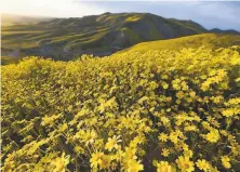  ?? Robyn Beck / AFP / Getty Images 2017 ?? About 288,000 acres of wilderness area would be establishe­d in the Carrizo Plain National Monument under the bill.