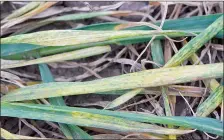  ?? CROPWATCH PHOTO ?? South of the border Wheat Streak Mosaic Virus is hitting cereal crops in certain regions hard. Alberta Agricultur­e and Forestry says there is a good chance we could seem more cases in Alberta this summer as well.