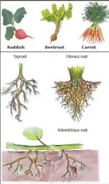 ?? ?? Can you say what roots types of roots are in the pictures below?