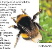  ??  ?? C ledonia composer Dougie Maclean shared his love of bees ahead of Piping Live! gig in Glasgow