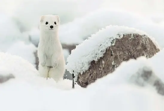  ??  ?? CHANGELING­S: Weasel may turn to white fur in winter while the stoat can be differenti­ated by the black tip, or ermine, of its tail.