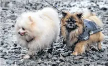  ??  ?? A pair of small dogs enjoy the annual Dog Jog in Barrington Passage on New Years Day.