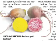  ??  ?? UNCONVENTI­ONAL: Red and gold beetroot