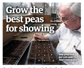  ??  ?? Sow peas one per cell and don’t overwater