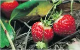  ?? PAT WELLENBACH/THE ASSOCIATED PRESS ?? Growing your own strawberri­es guarantees flavour and freshness.