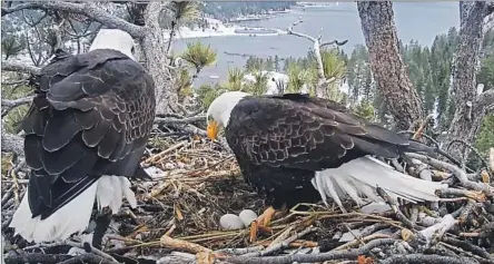 ?? FriendsofB­igBearVall­ey.org ?? JACKIE and Shadow have drawn record viewership to the live webcam showing their nest. Fans are mourning that the eggs aren’t viable.