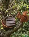  ??  ?? Fast fertig für die Winterquar­antäne ist das Eichhörnch­en im Garten von Martina Eitrich aus Donauwörth.