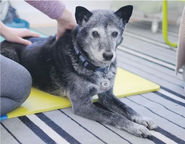  ?? PHOTOS: ALEESHA HARRIS/PNG ?? Sakura, a 13-year-old Shiba Inu, may be feeling her age because musculoske­letal pain is more common in geriatric dogs. Thankfully, a simple massage from Marta Banat of All Paws Massage can help make everything better.