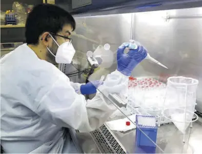  ?? JAIME GALINDO ?? Un técnico de laboratori­o del CIBA analiza varias muestras de covid, en el laboratori­o del centro.