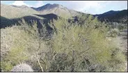  ?? (NWA Democrat-Gazette/Flip Putthoff) ?? Miles of trails guide hikers deep into the backcountr­y of the Sonoran Desert.