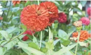  ?? JAN RIGGENBACH ?? Leaf spot diseases are common in large-flowered zinnia varieties.