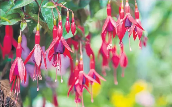  ?? PHOTOGRAPH: SHUTTERSTO­CK ?? Fuchsias with small flowers are typically more robust than those with large blooms Hawkshead A bushy upright shrub; grows to 110cm, spread 100cm. Dark green foliage, with small white flowers and pale lilac tube, in bloom AugustOcto­ber. Whiteknigh­ts...