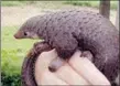  ??  ?? C’est la consommati­on du pangolin ou de la chauvesour­is qui sont à l’origine de la transmissi­on du coronaviru­s à l’homme. D’autres "zoonoses" pourraient suivre.