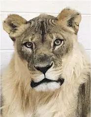  ?? OKLAHOMA CITY ZOO. ?? Bridget, a lioness at the Oklahoma City Zoo, has developed a mane.