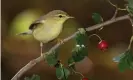  ?? Photograph: Marcos Veiga/Alamy ?? A willow warbler, one of the species whose habits have been affected by climate change.