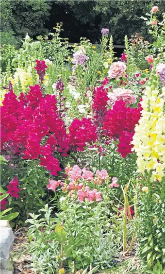  ??  ?? A field of snapdragon­s make a wonderful sight while the delicate beauty of the Lily of the Nile is best appreciate­d when seen close up, inset