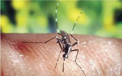 ?? Foto: Archiv ?? Das Gesundheit­sministeri­um hält die Tigermücke für den Chikunguny­a-Überträger.
