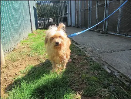  ?? SUBMITTED PHOTO ?? Animals, like this lovable pooch, will once again be available for adoption when the SPCA reopens Wednesday.