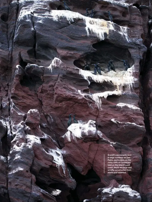  ??  ?? Brandt’s cormorants nest in large numbers on San Pedro, particular­ly on the rocky cliffs of Cormorant Islet on the island’s east coast. Nests are large and scruffy, constructe­d from plants and seaweed.