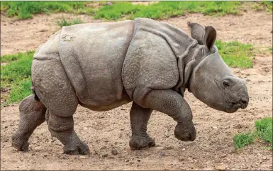  ?? PHOTO: RICK STEVENS ?? Greater One-horned Rhino calf Hari.