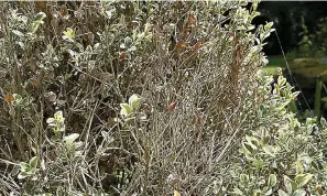  ?? (Special to the Democrat-Gazette) ?? Because boxwood grows slowly, it’s not unusual to see evidence of winter damage lingering in a shrub in July.