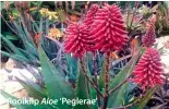  ??  ?? Rooiklip Aloe ‘Peglerae’