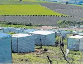  ?? Picture: GALLO IMAGES/Brenton Geach ?? INTERDICT IGNORED: Re-erected shacks at Louiesenho­f wine farm, in Stellenbos­ch, in August.