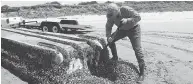  ?? RUSS LEWIS / THE ASSOCIATED PRESS ?? Researcher John Chapman inspects a Japanese vessel that washed ashore on Long Beach, Wash., carrying numerous sea creatures with it.