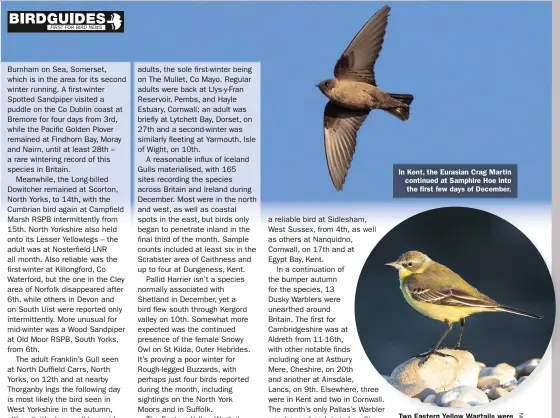  ??  ?? In Kent, the Eurasian Crag Martin continued at Samphire Hoe into the first few days of December.
Two Eastern Yellow Wagtails were wintering in Britain: in Somerset and Suffolk.