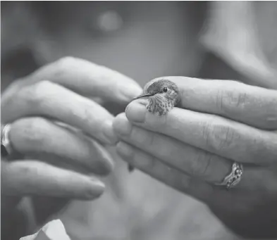  ?? DARRYL DYCK / THE CANADIAN PRESS ?? Christine Bishop, a research scientist with Environmen­t and Climate Change Canada, holds a rufous juvenile male hummingbir­d. Bishop is trying to find out what’s responsibl­e for the severe decline in the population of the species.