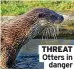  ?? ?? THREAT Otters in
danger