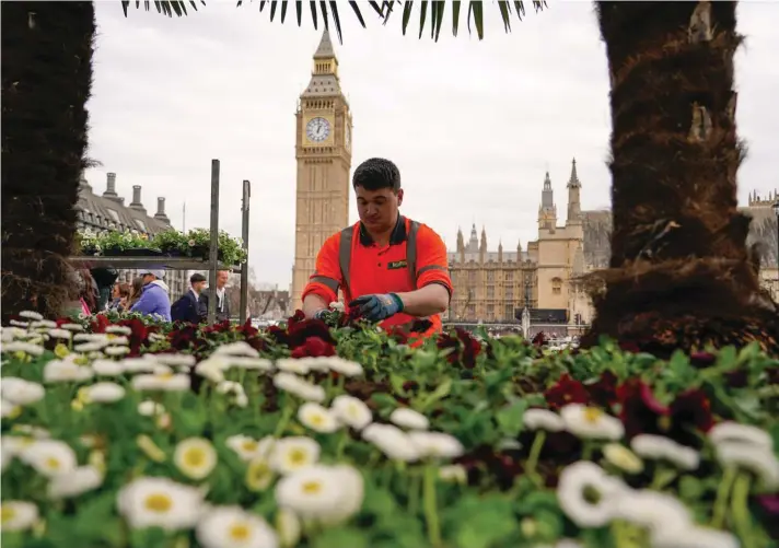  ?? ?? A gardener plants new flowers among the flowerbeds in Parliament Square, in London on Tuesday, March 26, 2024. (AP Photo/Alberto Pezzali)