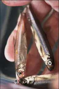  ?? RANDY PENCH/SACRAMENTO BEE FILE PHOTOGRAPH ?? Delta smelt kept alive in hatcheries like these fish photograph­ed in 2015 at the UC Davis Fish Conservati­on and Culture Lab in Byron may be all that’s left of the species. Fishery officials say Delta smelt this year plummeted perilously close to...