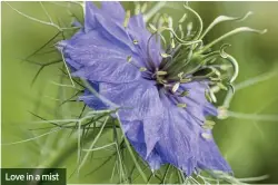  ??  ?? Love in a mist