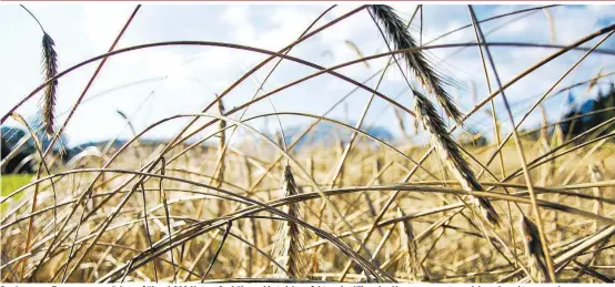  ??  ?? Der Lungauer Tauernrogg­en wächst auf über 1.000 Metern Seehöhe und hat sich perfekt an das Klima der Alpen angepasst – und das schmeckt man auch