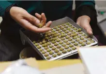  ??  ?? DHARAMSALA: A staff member of Tibetan medical practition­er Yeshi Dhonden’s Tibetan Herbal Clinic packs traditiona­l Tibetan medicine to send to patients by courier in the Indian town of Dharamsala.