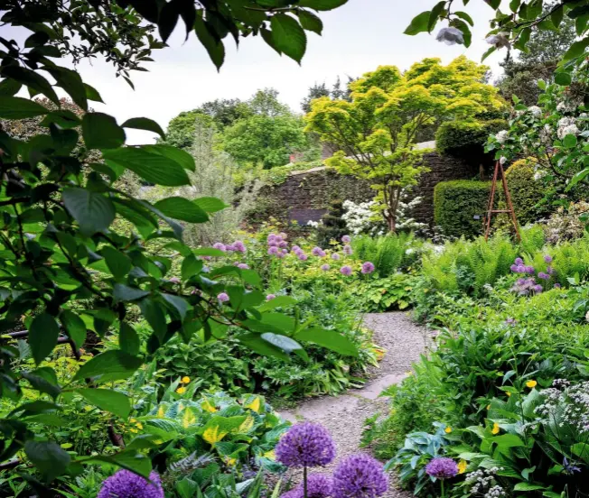  ??  ?? Yellow-green Acer shirasawan­um ‘Aureum’, also known as golden full moon maple, amid mixed beds of allium ‘Purple Sensation’, Anthriscus sylvestris ‘Ravenswing, elegant ostrich fern, Matteuccia struthiopt­eris, leafy hostas and overhangin­g Magnolia wilsonii.