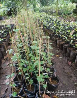  ??  ?? Ang mga planting material ng mini cucumber.