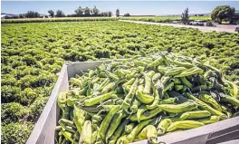  ??  ?? Freshly picked chile is loaded into a truck for transporta­tion from a field in New Mexico’s Hatch Valley. New Mexico’s chile acreage has shrunk by nearly half over the past 15 years.