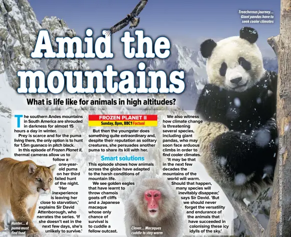  ?? ?? Treacherou­s journey… Giant pandas have to seek cooler climates