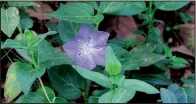  ?? Special to the Democrat-Gazette/JANET B. CARSON ?? Vinca major